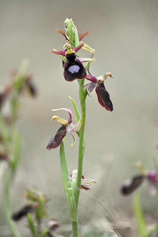Ophrys_benacensis4.jpg.e22f01cfb67de064b7dd81cc3d91cdcf.jpg