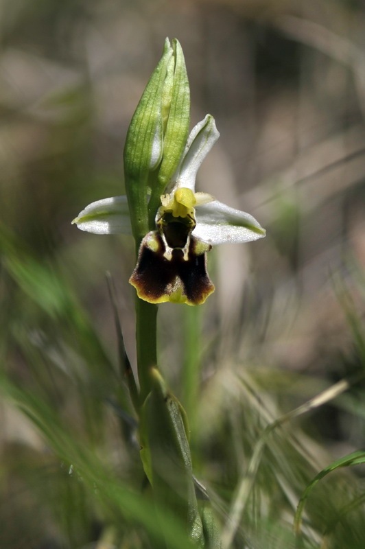 Ophrys_holosericea.jpg.344255cb2063dde7c6c79997e95ca086.jpg