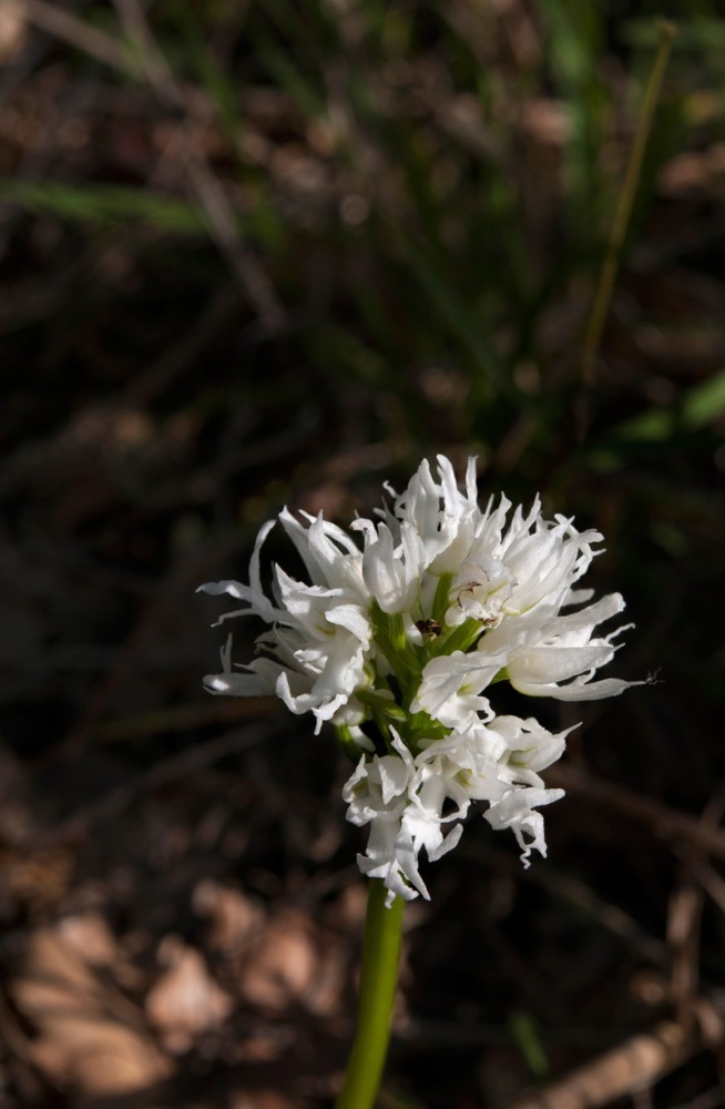 Orchis-italica-7858_60_2022.jpg