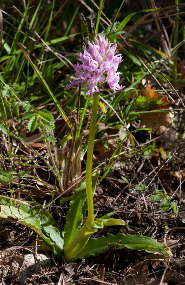 Orchis-italica-8064_65_2022.jpg