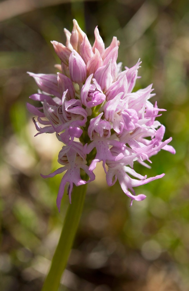 Orchis-italica-8081_88_2022.jpg