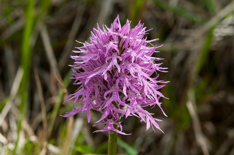 Orchis-italica-8096_03_2022.jpg