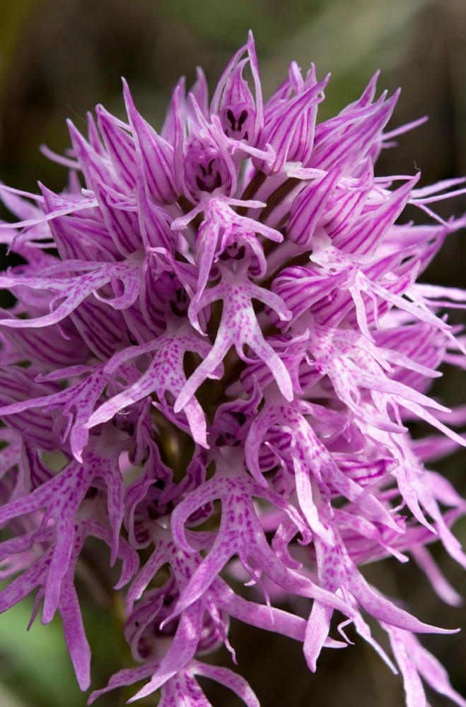 Orchis-italica-8111_19_2022.jpg