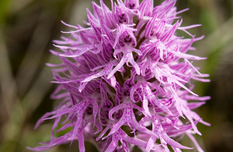 Orchis-italica-8120_30_2022.jpg