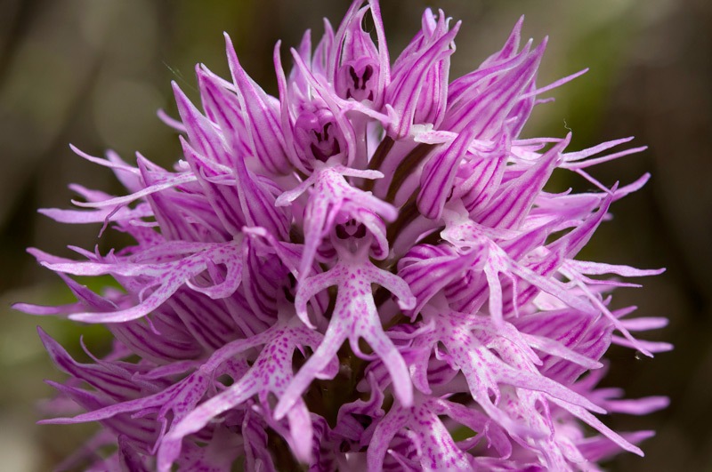 Orchis-italica-8135_39_2022.jpg