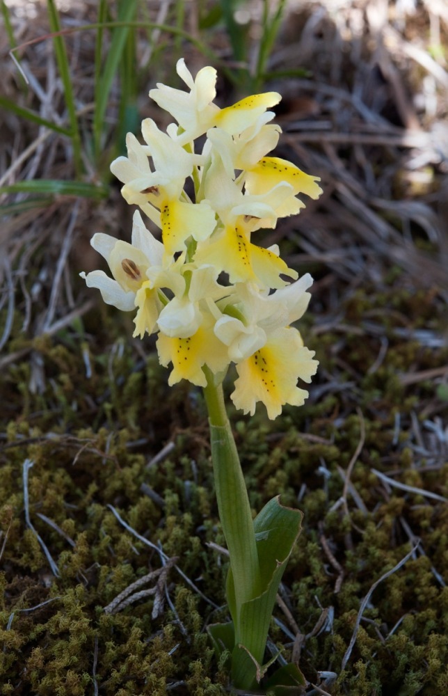 Orchis-pauciflora-7489_95_2022.jpg