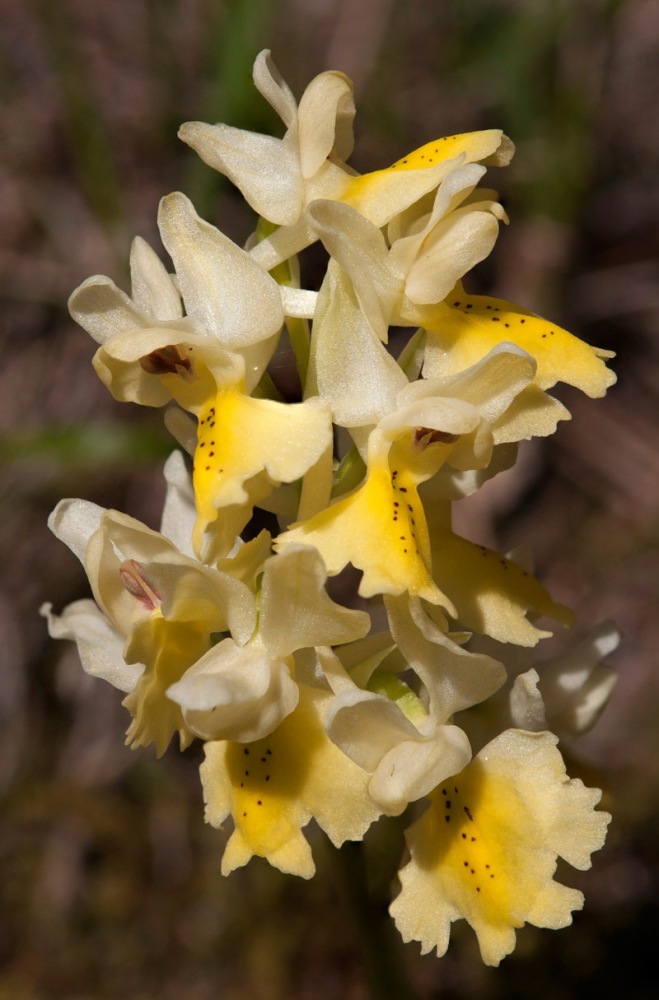 Orchis-pauciflora-7503_10_2022.jpg