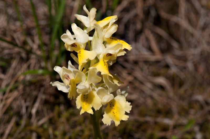Orchis-pauciflora-7519_24_2022.jpg