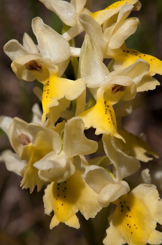 Orchis-pauciflora-7525_31_2022.jpg