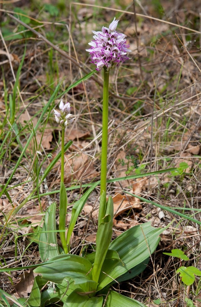 Orchis-simia-8144_48_2022.jpg