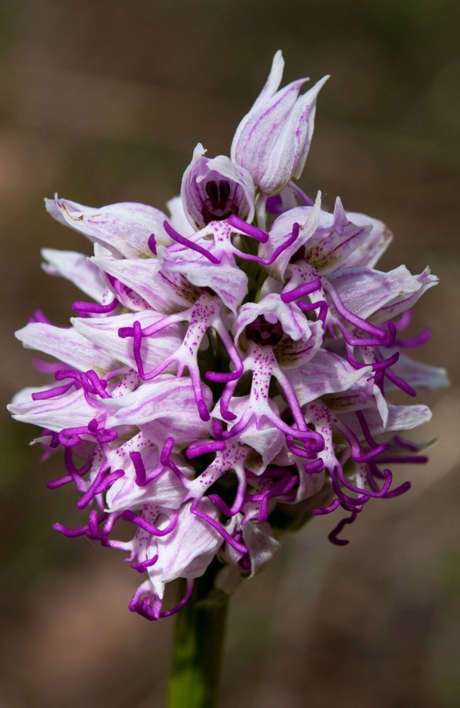 Orchis-simia-8158_67_2022.jpg