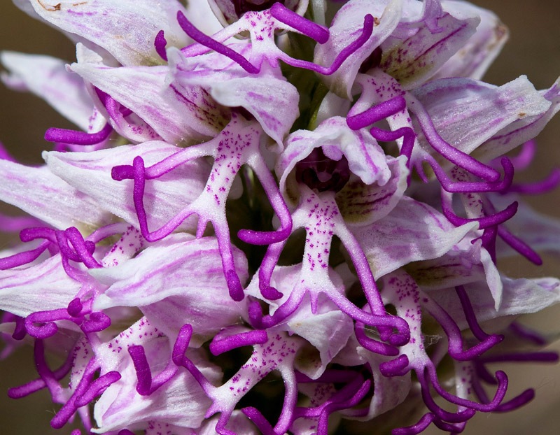 Orchis-simia-8158_67_2022a.jpg