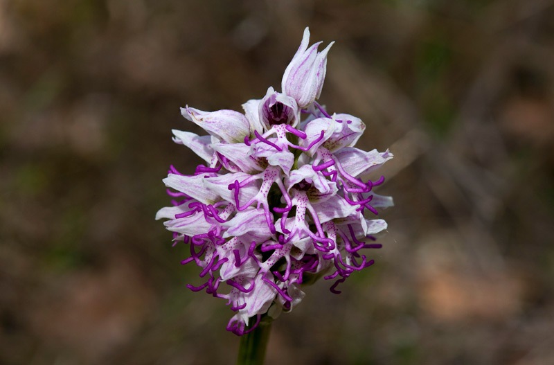 Orchis-simia-8168_79_2022.jpg