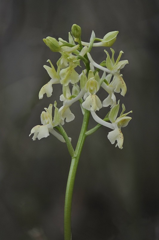 Orchis_provincialis1.jpg.304ecec1ad59d8e8f23f7b5ad779ff6b.jpg