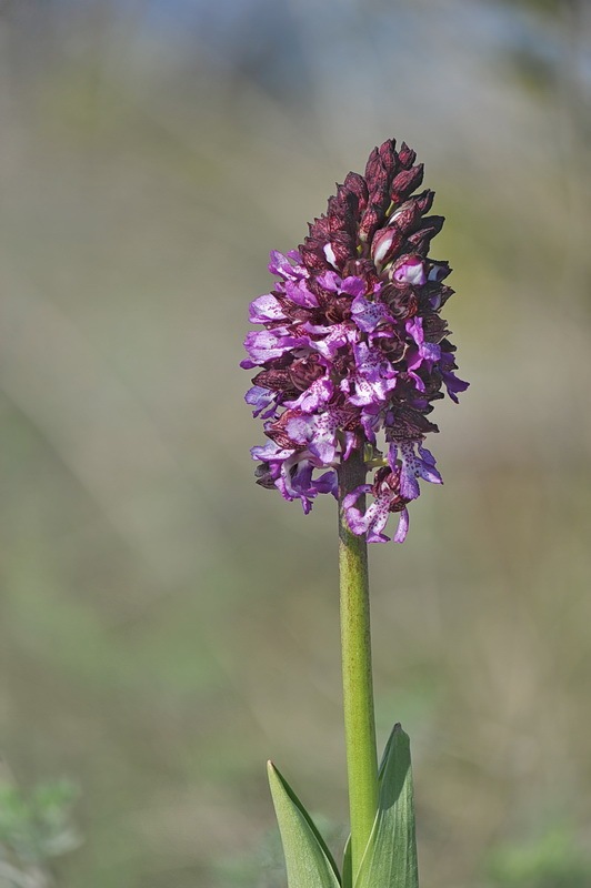 Orchis_purpurea.jpg.ffb6ab0d264d1fee26b2800b23b46f3c.jpg