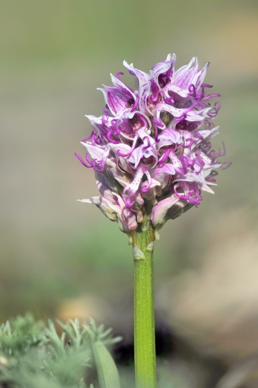 Orchis_simia.jpg.b504c3f0e21f3562c80fb6c8deebdf92.jpg