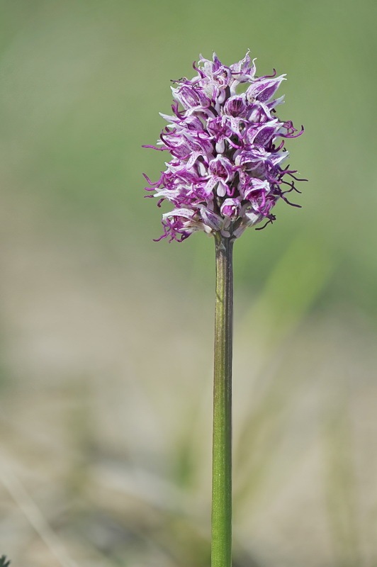 Orchis_simia2.jpg.af7bfcd15bd35aec4706d6923df412a8.jpg