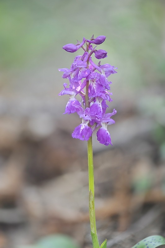 1142963235_Orchis_pengenziana2.jpg.e0e5ada85a815dd87ba1217ea3d2805f.jpg