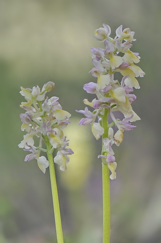 1167374094_Orchis_plessidiaca.jpg.9764a2ad95158af456f8aa7affabad53.jpg