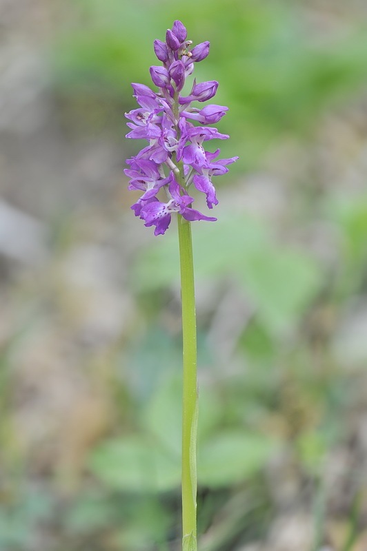 1258385959_Orchis_pengenziana5.jpg.888f49178edf7215e2753112b7337292.jpg