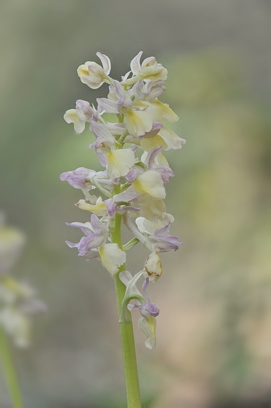 146766083_Orchis_plessidiaca2.jpg.8179c8be6dfef2c70975036073679702.jpg