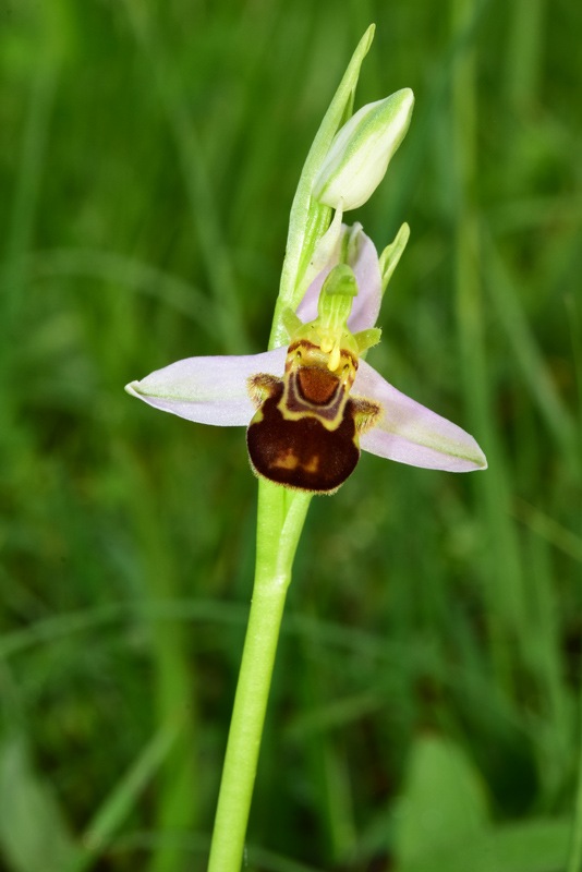 Ophrys apifera Huds. 1762. 6.jpg