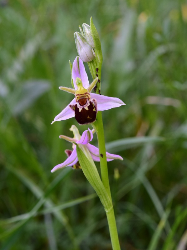 Ophrys apifera Huds. var. aurita 1762. 1.jpg