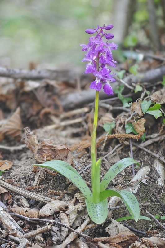 1818522202_Orchis_pengenziana1.jpg.90fb36186704faa2057c95e0e8212489.jpg