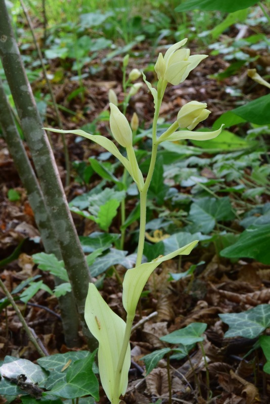 Cephalanthera damasonium (Mill.) Druce 1906. albina 7.jpg