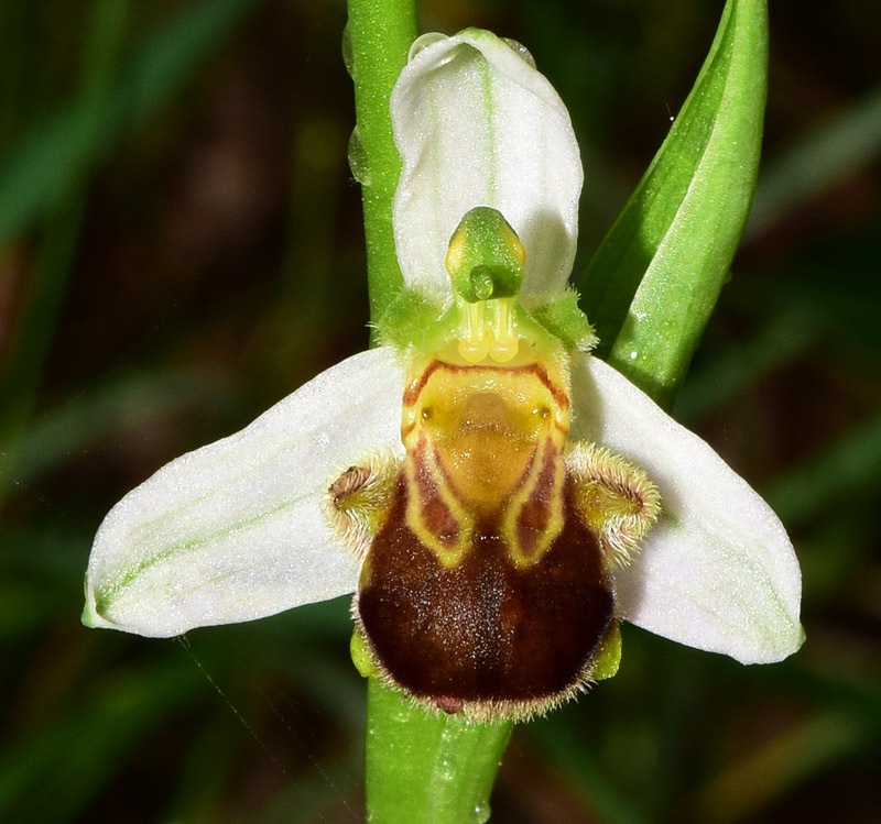 Ophrys apifera Huds. 1762. 3.jpg