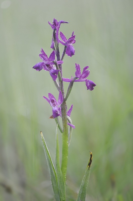 226323404_Anacamptis_alata.jpg.4208d7e2fea4cb6dd617d45396586007.jpg