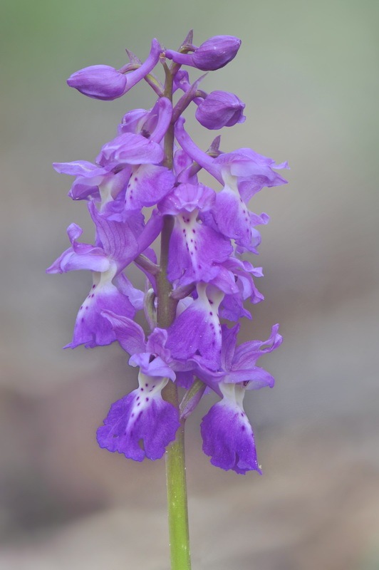 262142336_Orchis_pengenziana3.jpg.6d75594b5f02620c6e7e25ab5b87b7db.jpg