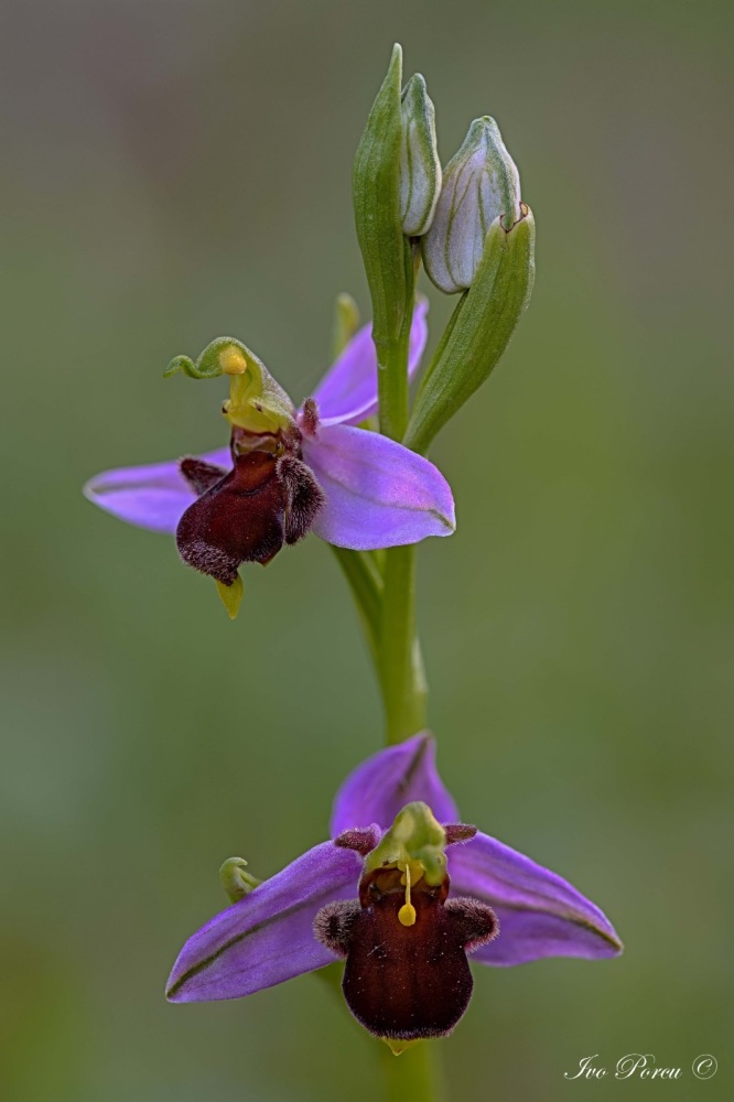 Ophrys apifera var fulvofusca.jpeg
