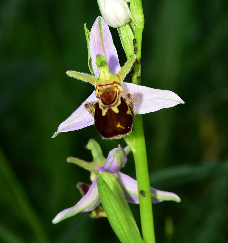 Ophrys apifera Huds. var. aurita 1762. 2.jpg
