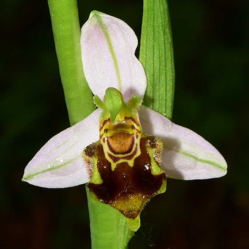 Ophrys apifera Huds. 1762. 4.jpg