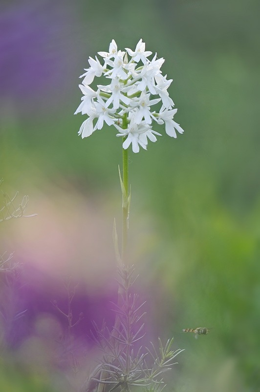 Anacamptis_berica.jpg.4f368f25f6d3bfc89362d115b3433feb.jpg