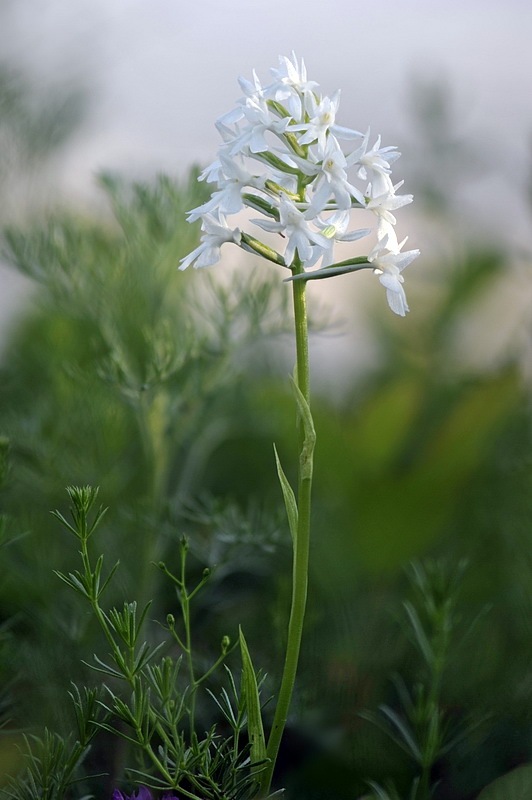 Anacamptis_berica3.jpg.c258b4940da77a0e98dc3e3204e4567a.jpg