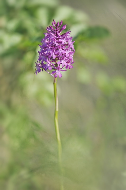 Anacamptis_berica7.jpg.6241898144ee3733ab5ae9c3baacf397.jpg