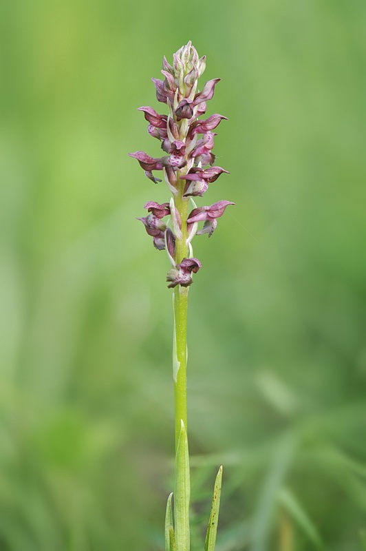 Anacamptis_coriophora1.jpg.1fa8b12abb6b08d6efa5f17d82241518.jpg