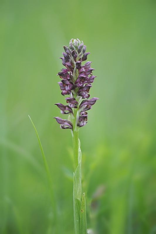 Anacamptis_coriophora3.jpg.b87586a8074dd8c84e5fe3d68f720662.jpg