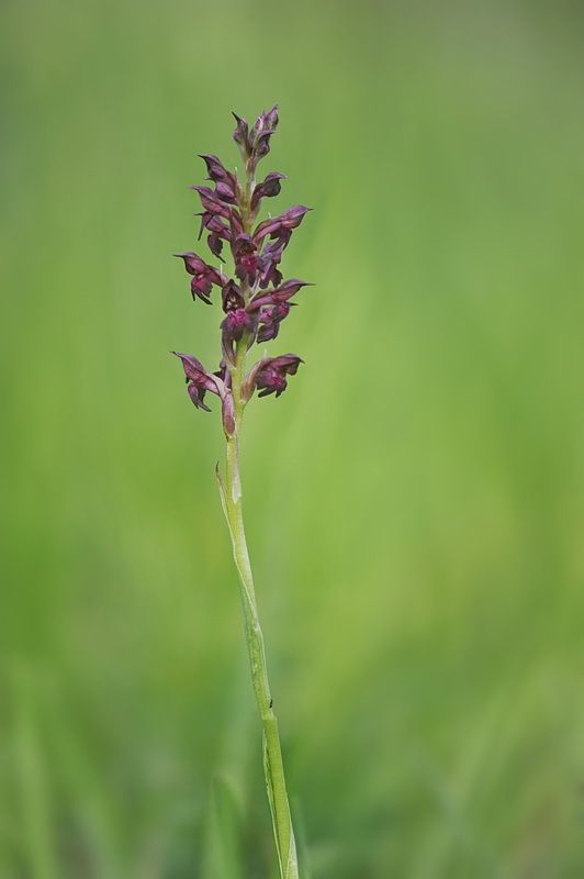 Anacamptis_coriophora4.jpg.f75a69fc662949f096e4c414b2671024.jpg