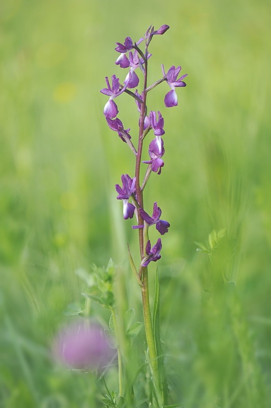 Anacamptis_laxiflora.jpg.c06a79fed2502fe26e2902c5ec7090d4.jpg