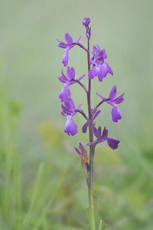 Anacamptis_laxiflora15.jpg.3650add8e85963acc044288cea2d98b2.jpg