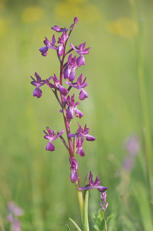 Anacamptis_laxiflora4.jpg.b55058057130cc38be88661a09e81bb2.jpg