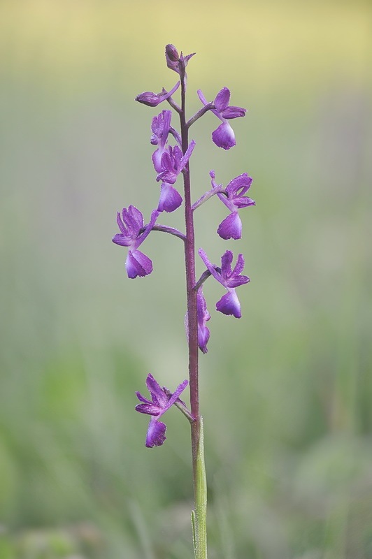 Anacamptis_laxiflora6.jpg.451362104751d2180402bb86315fdf8b.jpg