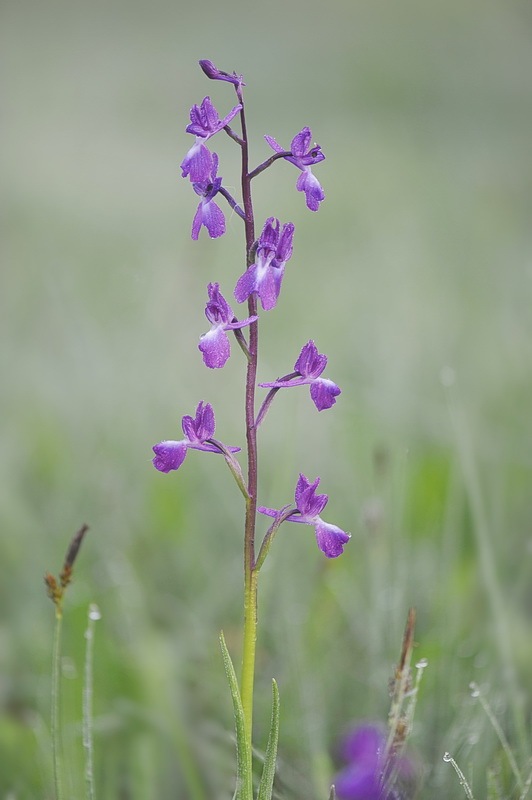 Anacamptis_laxiflora7.jpg.b62f7035e299c9aaeb405baea80db181.jpg