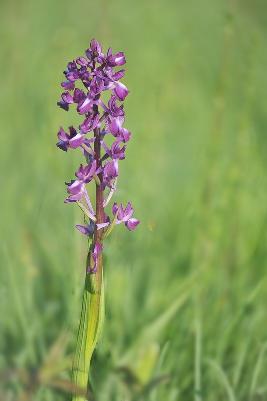 Anacamptis_laxiflora8.jpg.075f85e8fcaf8b4ef4ba5018ac78b481.jpg