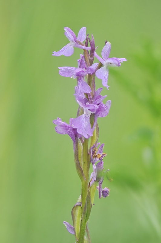 Anacamptis_palustris3.jpg.84862011c8b3e98cf537ad73d12a51a5.jpg