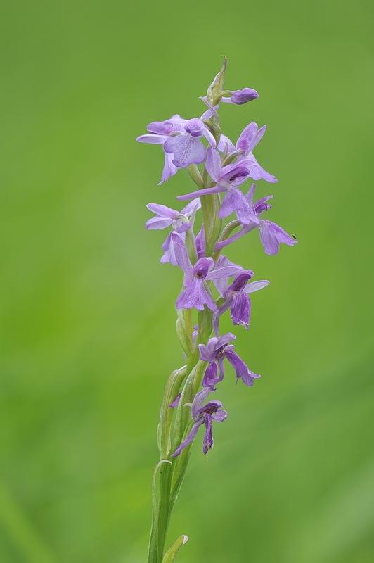 Anacamptis_palustris4.jpg.4d219b67b0872e9e5f7039bd9a6f87e6.jpg