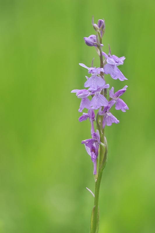 Anacamptis_palustris5.jpg.26147d5206db544a025689463080da7e.jpg